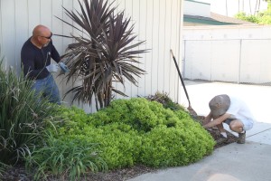 How to Care for Your Trees and Shrubs in the Drought